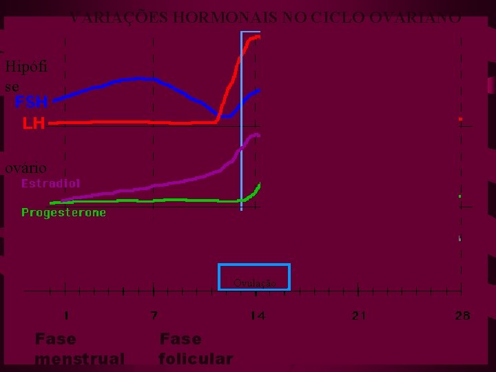 VARIAÇÕES HORMONAIS NO CICLO OVARIANO Hipófi se ovário Ovulação Fase menstrual Fase folicular 