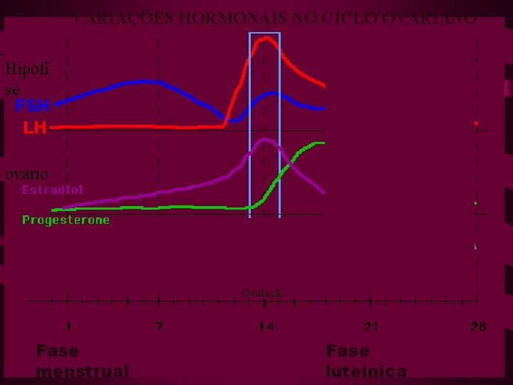 VARIAÇÕES HORMONAIS NO CICLO OVARIANO Hipófi se ovário Ovulação Fase menstrual Fase luteínica 