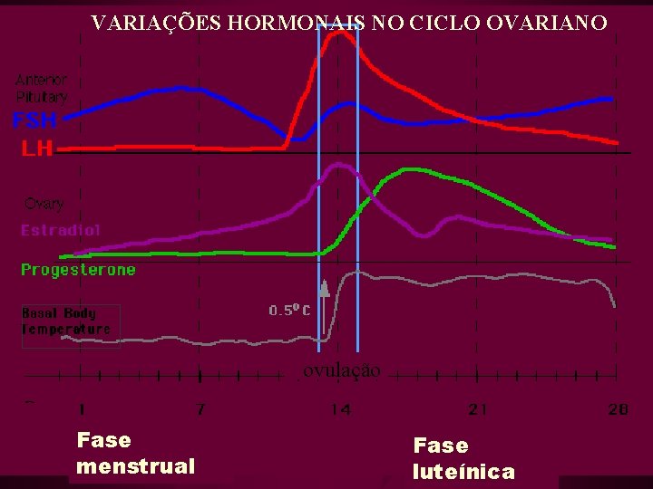 VARIAÇÕES HORMONAIS NO CICLO OVARIANO ovulação Fase menstrual Fase luteínica 