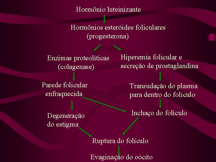 Hormônio luteinizante Hormônios esteróides foliculares (progesterona) Enzimas proteolíticas (colagenase) Parede folicular enfraquecida Degeneração do