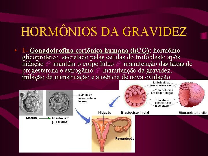 HORMÔNIOS DA GRAVIDEZ • 1 - Gonadotrofina coriônica humana (h. CG): hormônio glicoproteíco, secretado