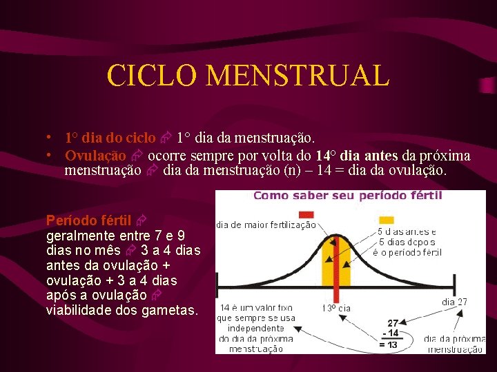 CICLO MENSTRUAL • 1° dia do ciclo 1° dia da menstruação. • Ovulação ocorre