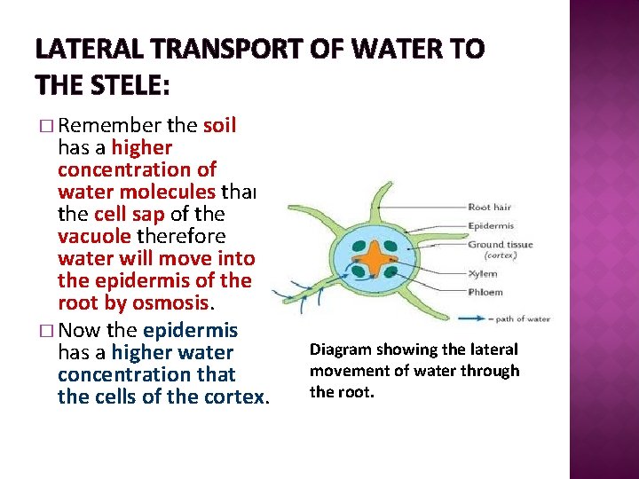 LATERAL TRANSPORT OF WATER TO THE STELE: � Remember the soil has a higher