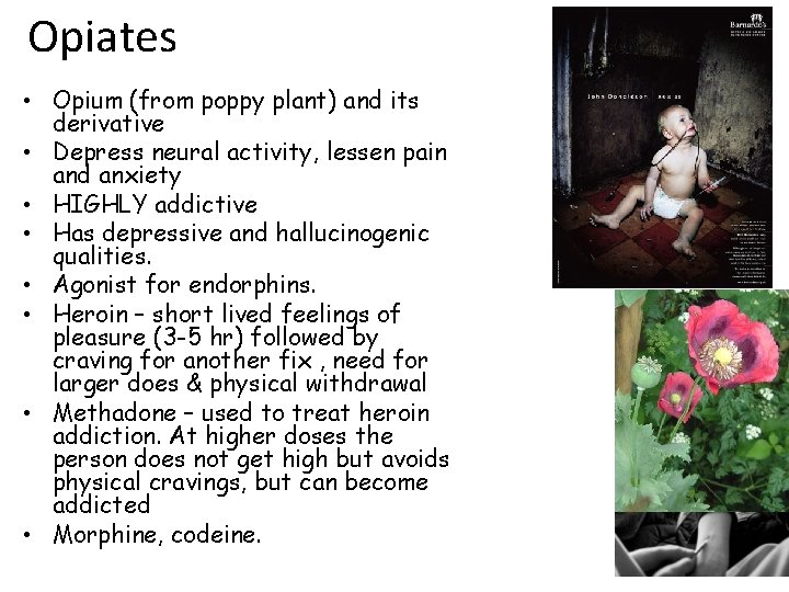 Opiates • Opium (from poppy plant) and its derivative • Depress neural activity, lessen