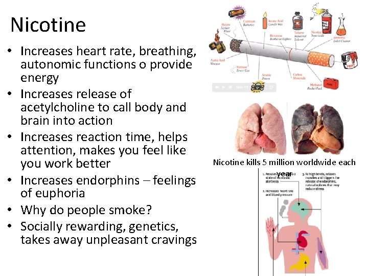 Nicotine • Increases heart rate, breathing, autonomic functions o provide energy • Increases release