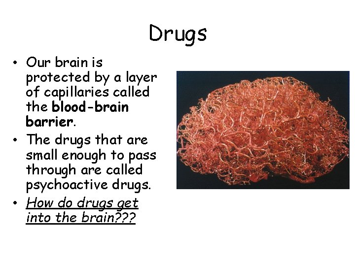 Drugs • Our brain is protected by a layer of capillaries called the blood-brain