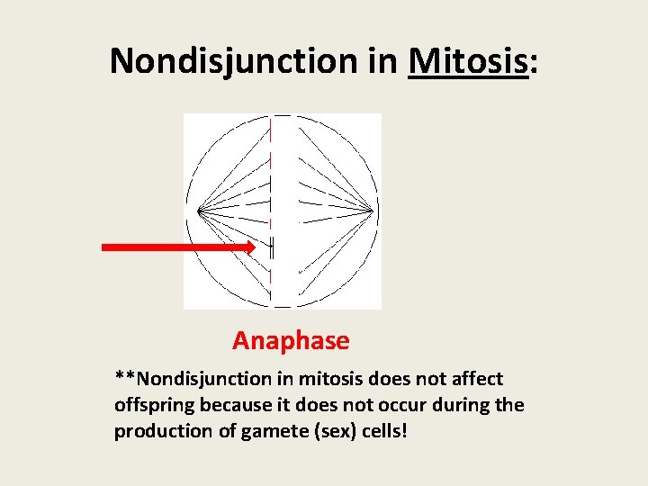 Nondisjunction in Mitosis: Anaphase **Nondisjunction in mitosis does not affect offspring because it does