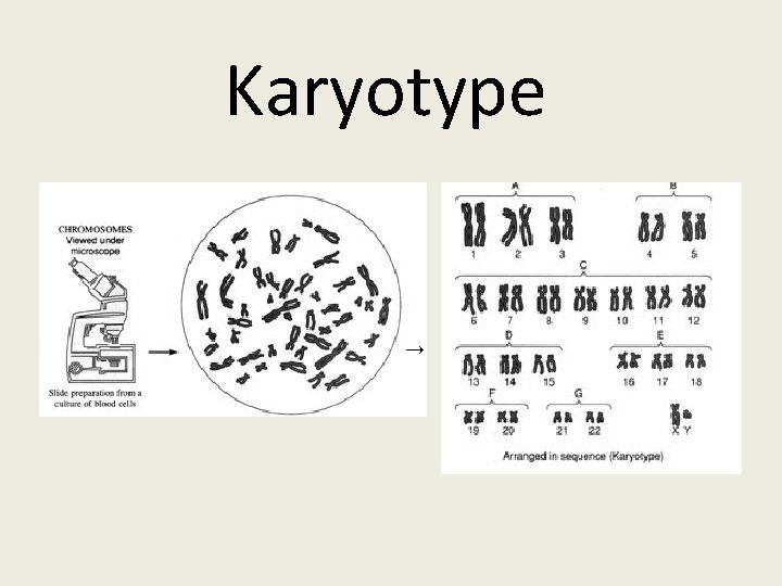 Karyotype → 