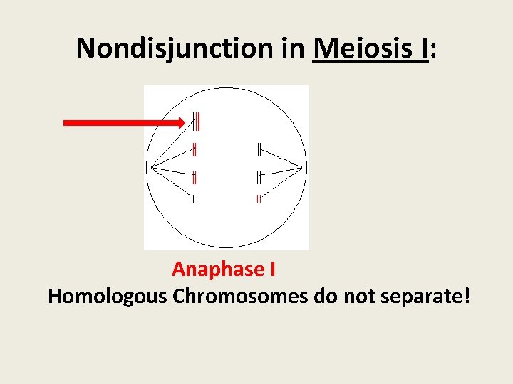 Nondisjunction in Meiosis I: Anaphase I Homologous Chromosomes do not separate! 