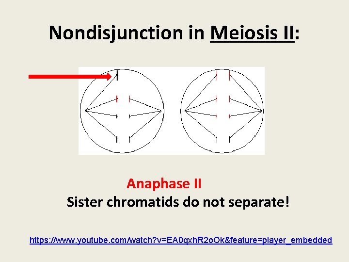 Nondisjunction in Meiosis II: Anaphase II Sister chromatids do not separate! https: //www. youtube.