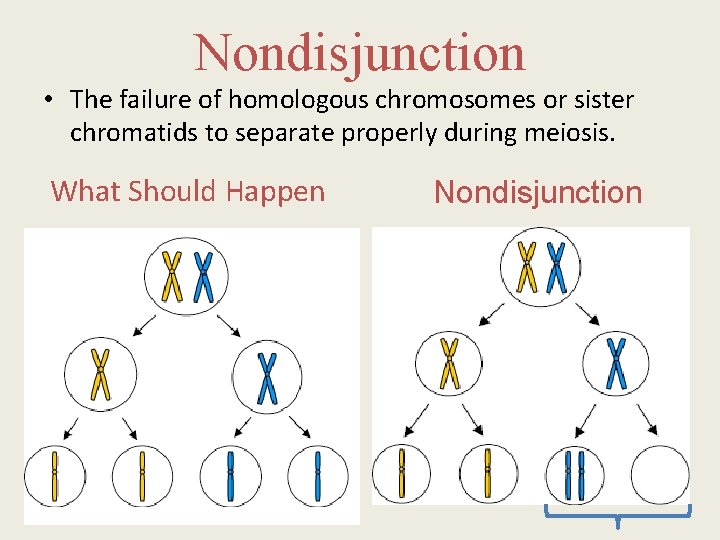 Nondisjunction • The failure of homologous chromosomes or sister chromatids to separate properly during