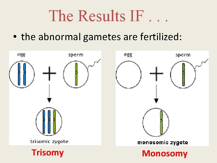 The Results IF. . . • the abnormal gametes are fertilized: Trisomy Monosomy 