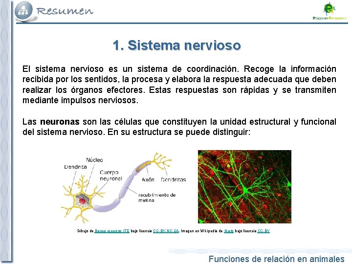 1. Sistema nervioso El sistema nervioso es un sistema de coordinación. Recoge la información