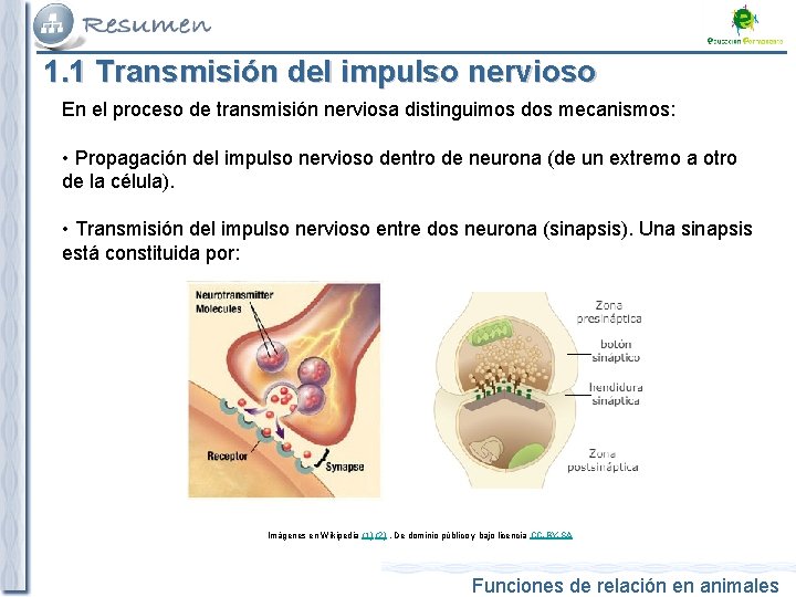 1. 1 Transmisión del impulso nervioso En el proceso de transmisión nerviosa distinguimos dos 1. 1 Transmisión del impulso nervioso En el proceso de transmisión nerviosa distinguimos dos