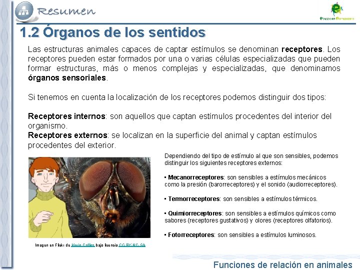 1. 2 Órganos de los sentidos Las estructuras animales capaces de captar estímulos se 1. 2 Órganos de los sentidos Las estructuras animales capaces de captar estímulos se