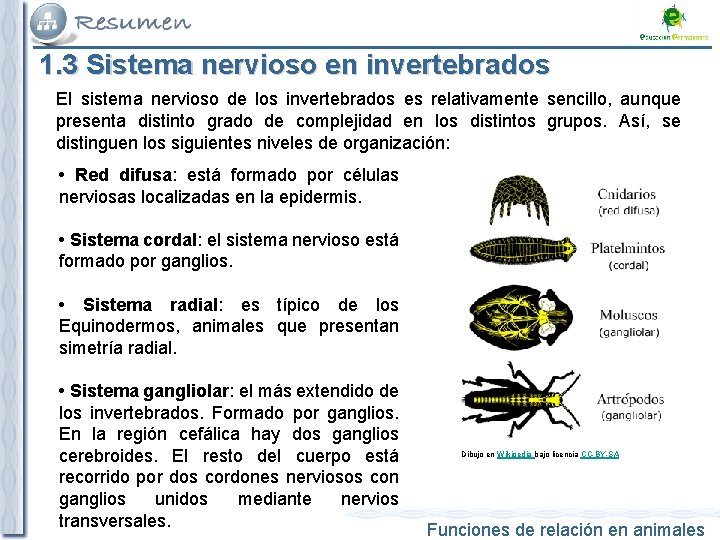 1. 3 Sistema nervioso en invertebrados El sistema nervioso de los invertebrados es relativamente