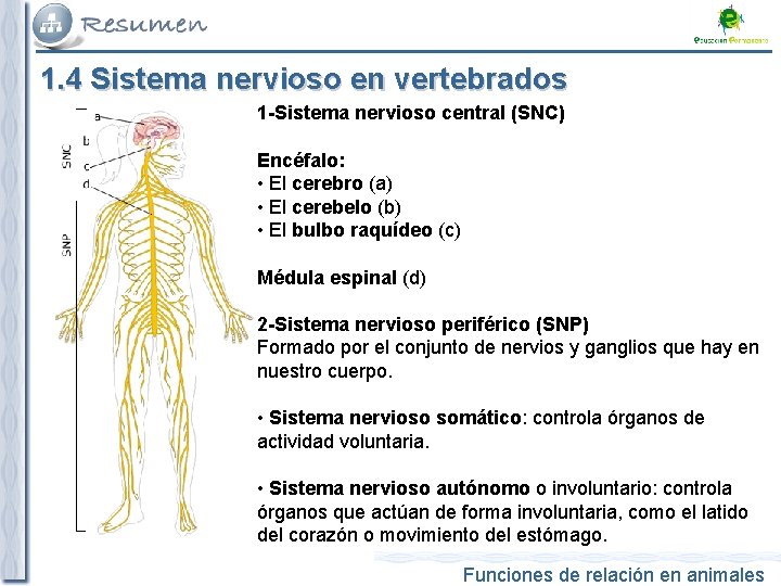 1. 4 Sistema nervioso en vertebrados 1 -Sistema nervioso central (SNC) Encéfalo: • El