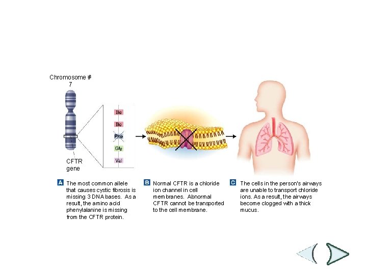 Figure 14 -8 The Cause of Cystic Fibrosis Section 14 -1 Chromosome # 7