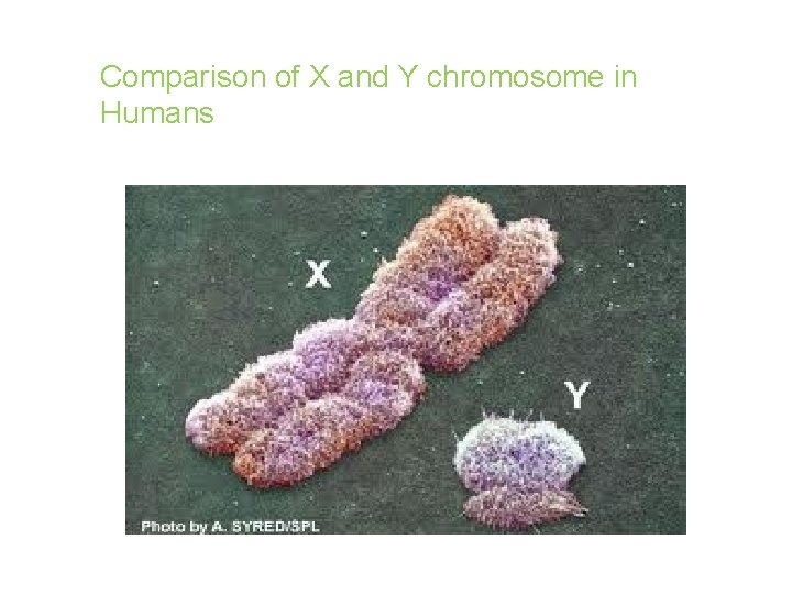 Comparison of X and Y chromosome in Humans 