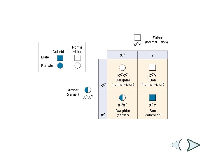 Figure 14 -13 Colorblindness Section 14 -2 Father (normal vision) Colorblind Normal vision Male