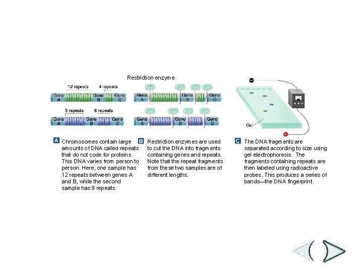 Figure 14 -18 DNA Fingerprinting Section 14 -3 Restriction enzyme Chromosomes contain large amounts