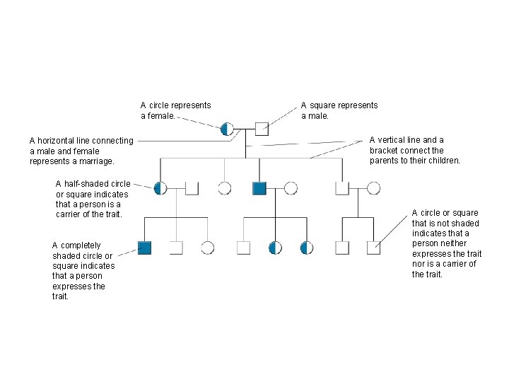 Figure 14 -3 A Pedigree Section 14 -1 A circle represents a female. A