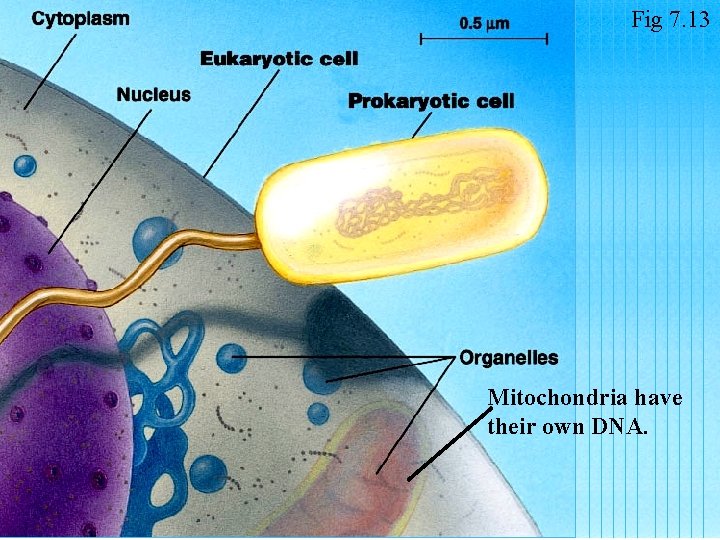 Fig 7. 13 Mitochondria have their own DNA. 