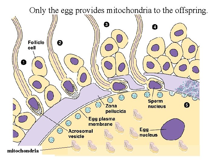 Only the egg provides mitochondria to the offspring. mitochondria 