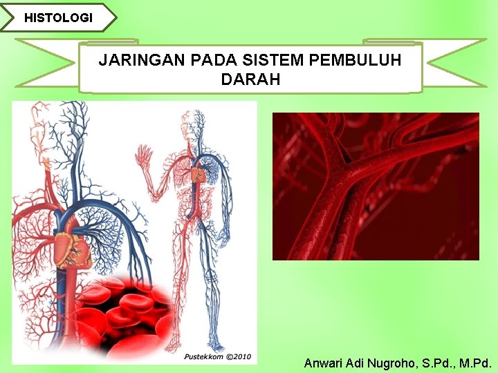 HISTOLOGI JARINGAN PADA SISTEM PEMBULUH DARAH Anwari Adi Nugroho, S. Pd. , M. Pd.