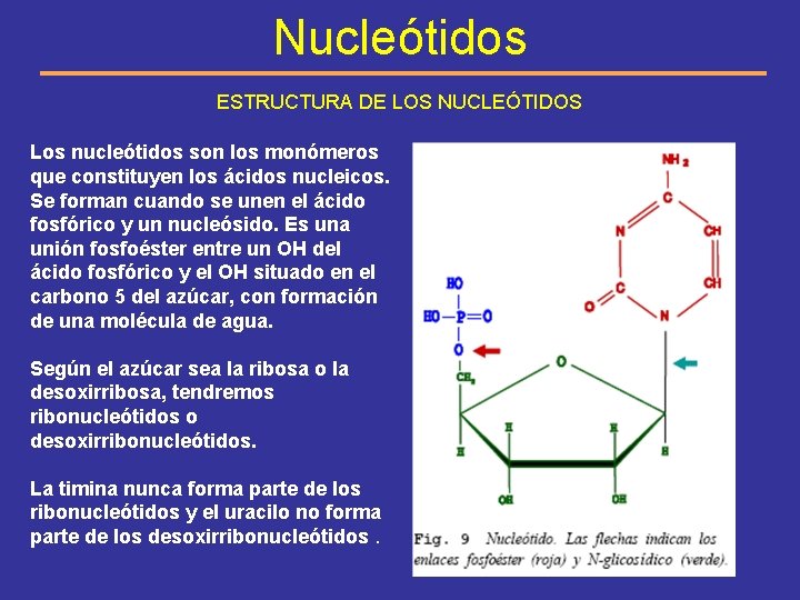Nucleótidos ESTRUCTURA DE LOS NUCLEÓTIDOS Los nucleótidos son los monómeros que constituyen los ácidos