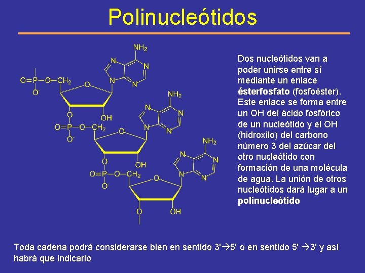 Polinucleótidos Dos nucleótidos van a poder unirse entre sí mediante un enlace ésterfosfato (fosfoéster).