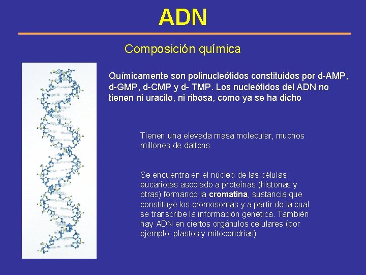 ADN Composición química Químicamente son polinucleótidos constituidos por d-AMP, d-GMP, d-CMP y d- TMP.