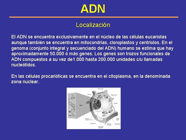 ADN Localización El ADN se encuentra exclusivamente en el núcleo de las células eucariotas