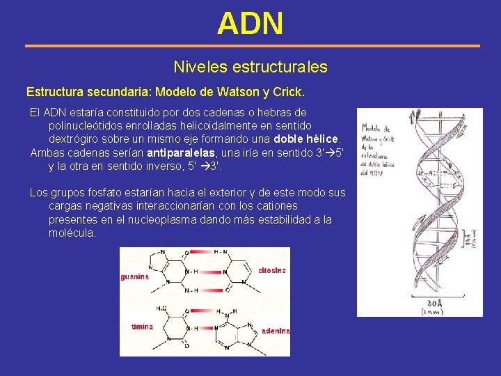 ADN Niveles estructurales Estructura secundaria: Modelo de Watson y Crick. El ADN estaría constituido