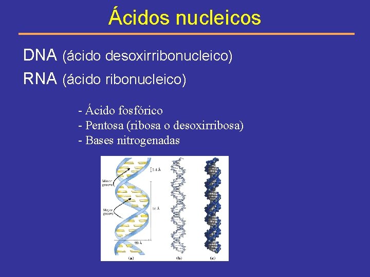 Ácidos nucleicos DNA (ácido desoxirribonucleico) RNA (ácido ribonucleico) - Ácido fosfórico - Pentosa (ribosa