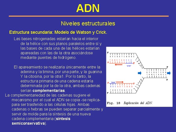 ADN Niveles estructurales Estructura secundaria: Modelo de Watson y Crick. Las bases nitrogenadas estarían