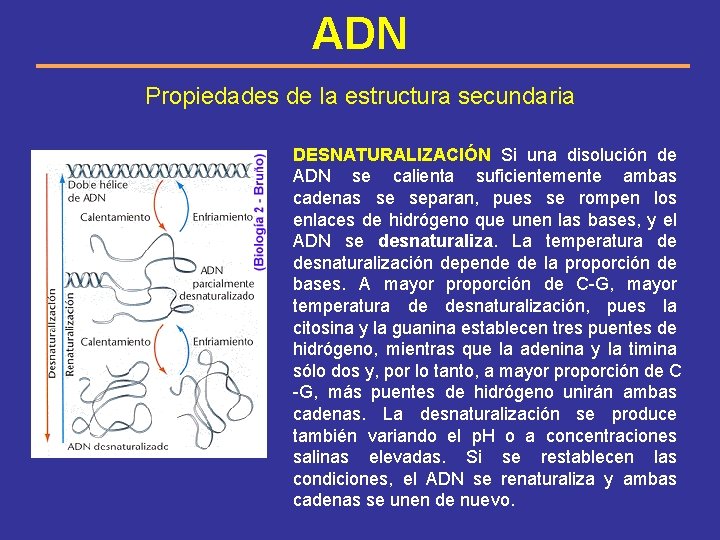 ADN Propiedades de la estructura secundaria DESNATURALIZACIÓN Si una disolución de ADN se calienta
