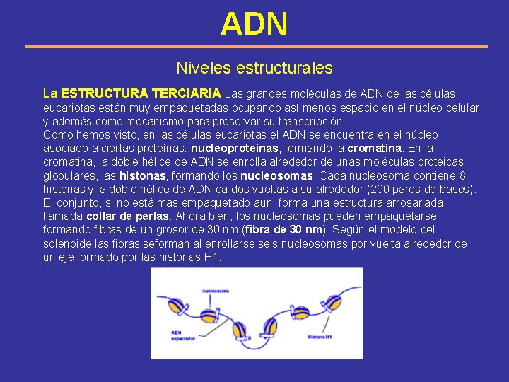 ADN Niveles estructurales La ESTRUCTURA TERCIARIA Las grandes moléculas de ADN de las células