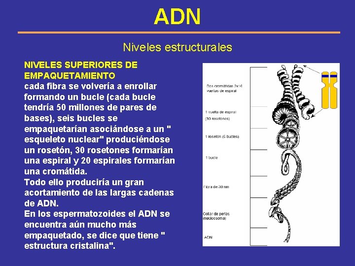 ADN Niveles estructurales NIVELES SUPERIORES DE EMPAQUETAMIENTO cada fibra se volvería a enrollar formando