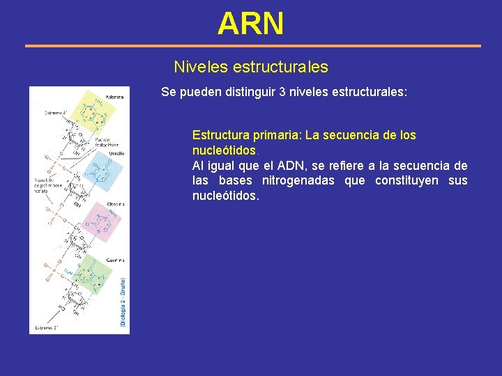 ARN Niveles estructurales Se pueden distinguir 3 niveles estructurales: Estructura primaria: La secuencia de