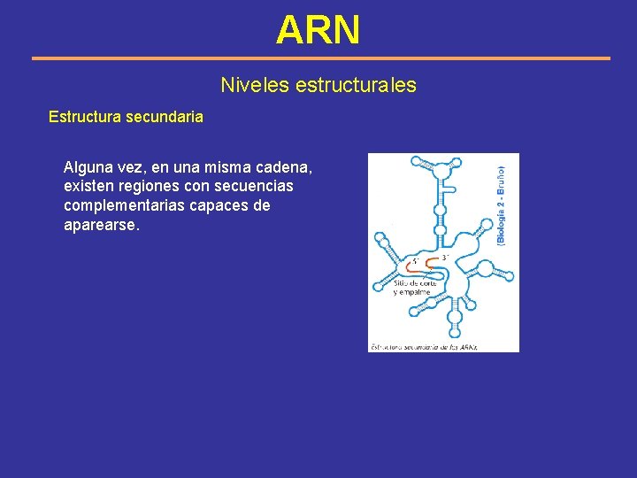 ARN Niveles estructurales Estructura secundaria Alguna vez, en una misma cadena, existen regiones con