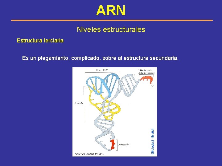 ARN Niveles estructurales Estructura terciaria Es un plegamiento, complicado, sobre al estructura secundaria. 