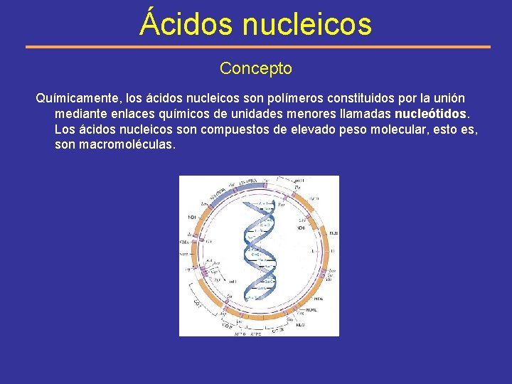 Ácidos nucleicos Concepto Químicamente, los ácidos nucleicos son polímeros constituidos por la unión mediante