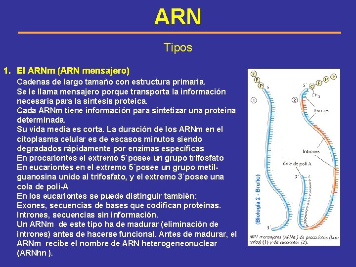 ARN Tipos 1. El ARNm (ARN mensajero) Cadenas de largo tamaño con estructura primaria.