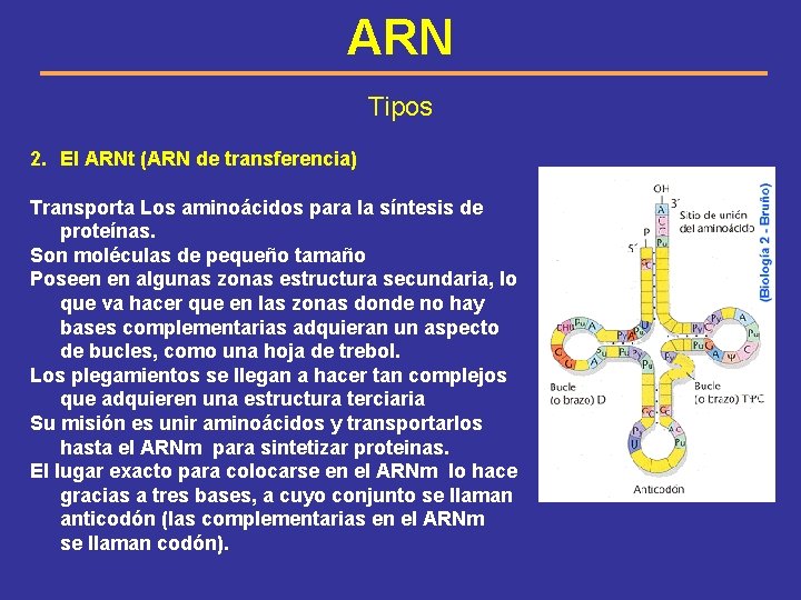 ARN Tipos 2. El ARNt (ARN de transferencia) Transporta Los aminoácidos para la síntesis