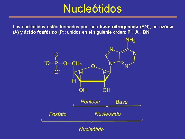 Nucleótidos Los nucleótidos están formados por: una base nitrogenada (BN), un azúcar (A) y