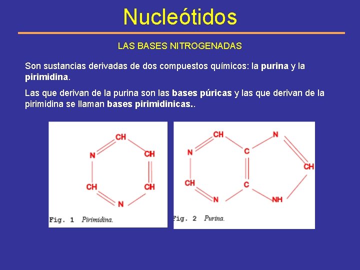 Nucleótidos LAS BASES NITROGENADAS Son sustancias derivadas de dos compuestos químicos: la purina y