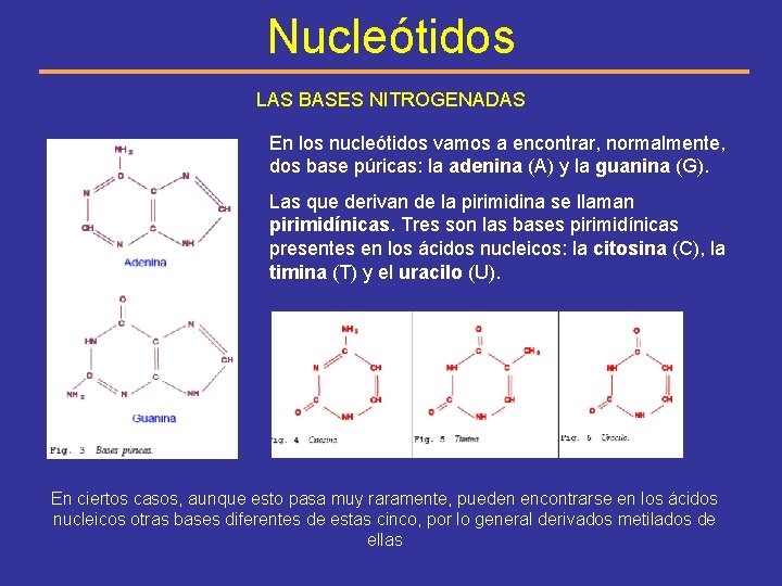 Nucleótidos LAS BASES NITROGENADAS En los nucleótidos vamos a encontrar, normalmente, dos base púricas: