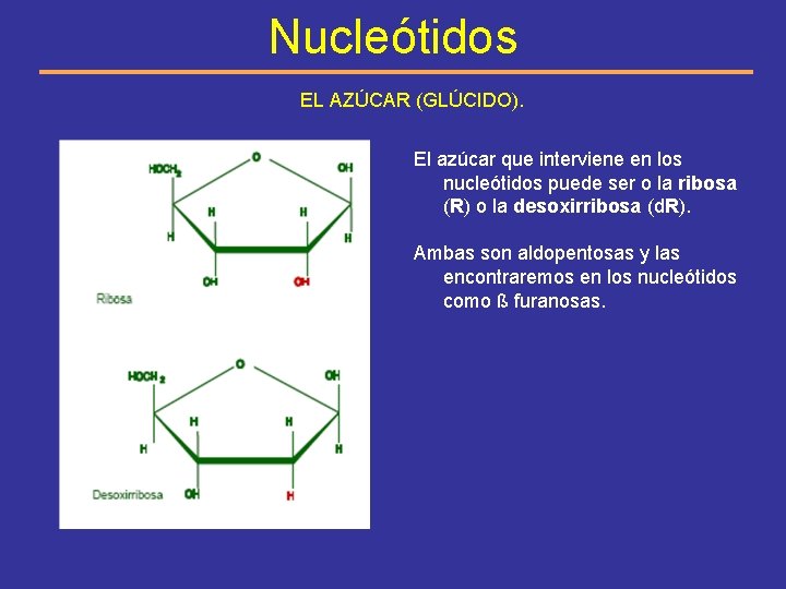 Nucleótidos EL AZÚCAR (GLÚCIDO). El azúcar que interviene en los nucleótidos puede ser o