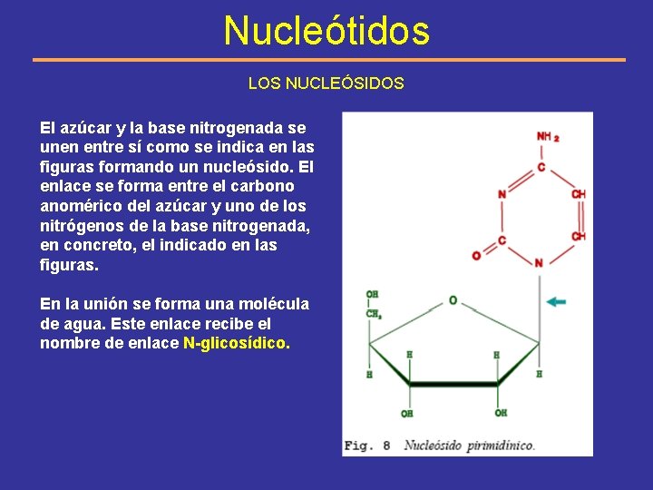 Nucleótidos LOS NUCLEÓSIDOS El azúcar y la base nitrogenada se unen entre sí como